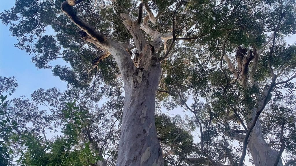 view up to great trees