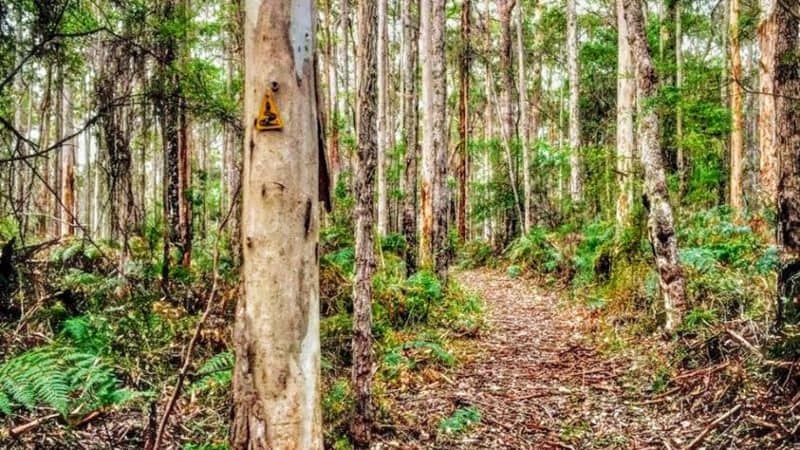 A karri forest while hiking
