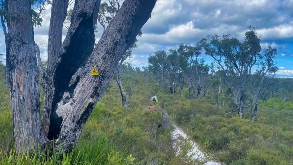 A Dingo On The Bibbulmun Track?