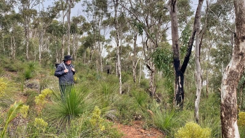 older man hiking on the bibbulmun track with lifetrail