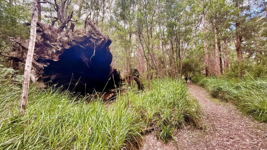 Huge fallen tree stump