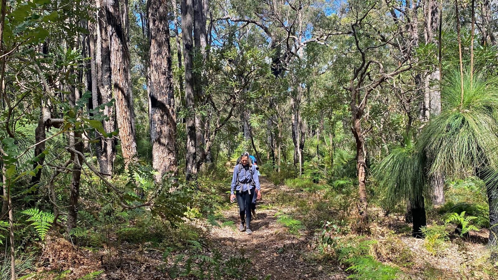 lady hiking in the forest on the bibbulmun track