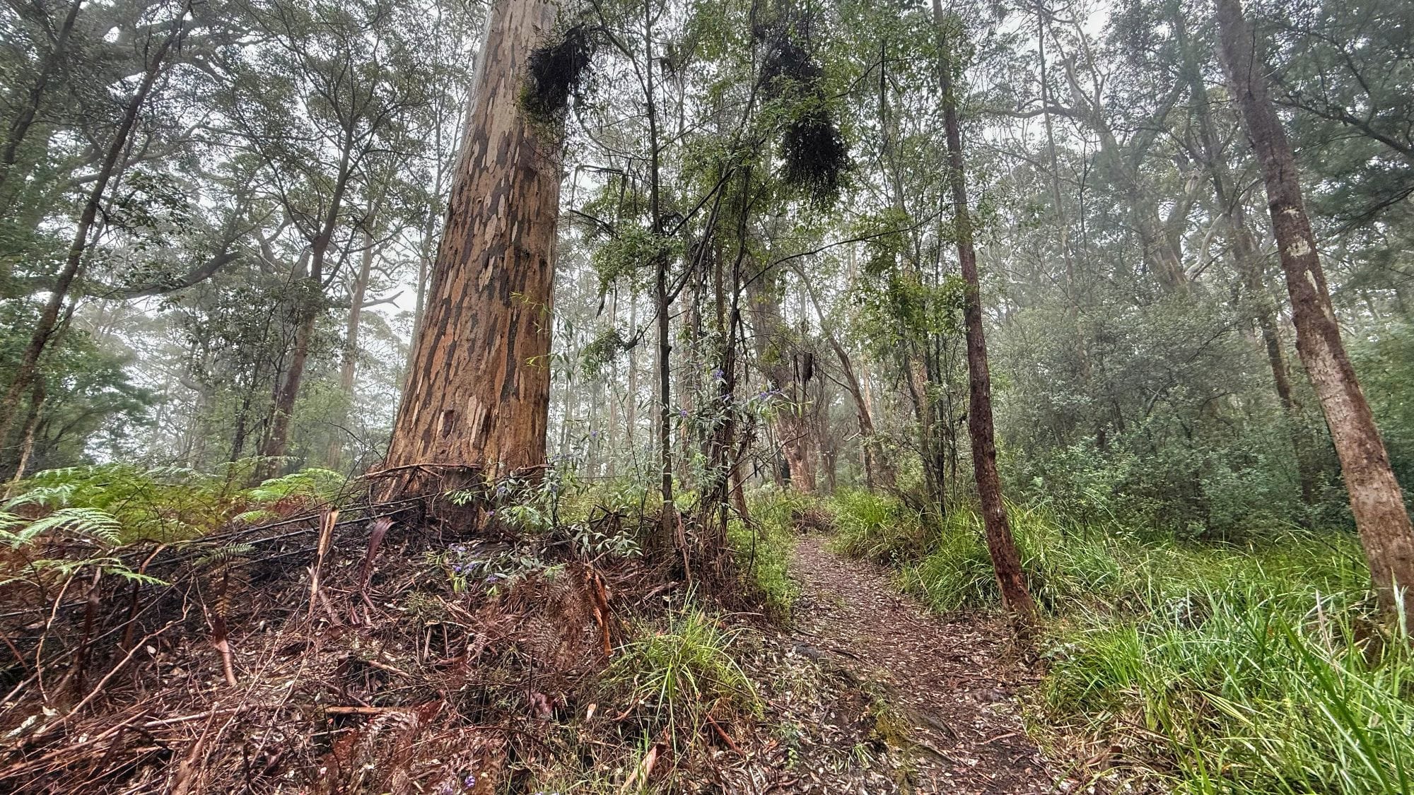 hiking trail amongst the karri and the bibbulmun track