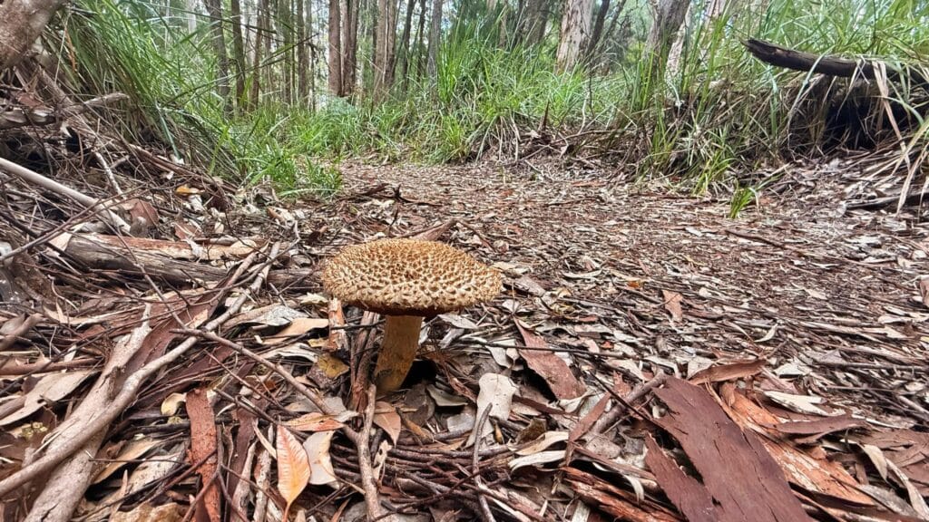 large mushroom on bibbulmun tree