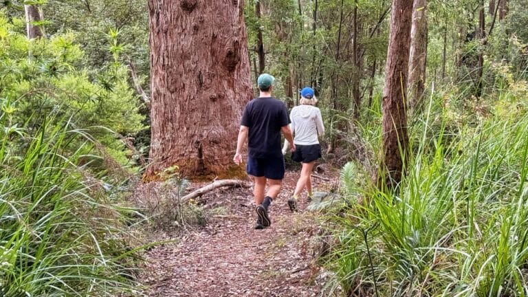 two people walking in tingle forest