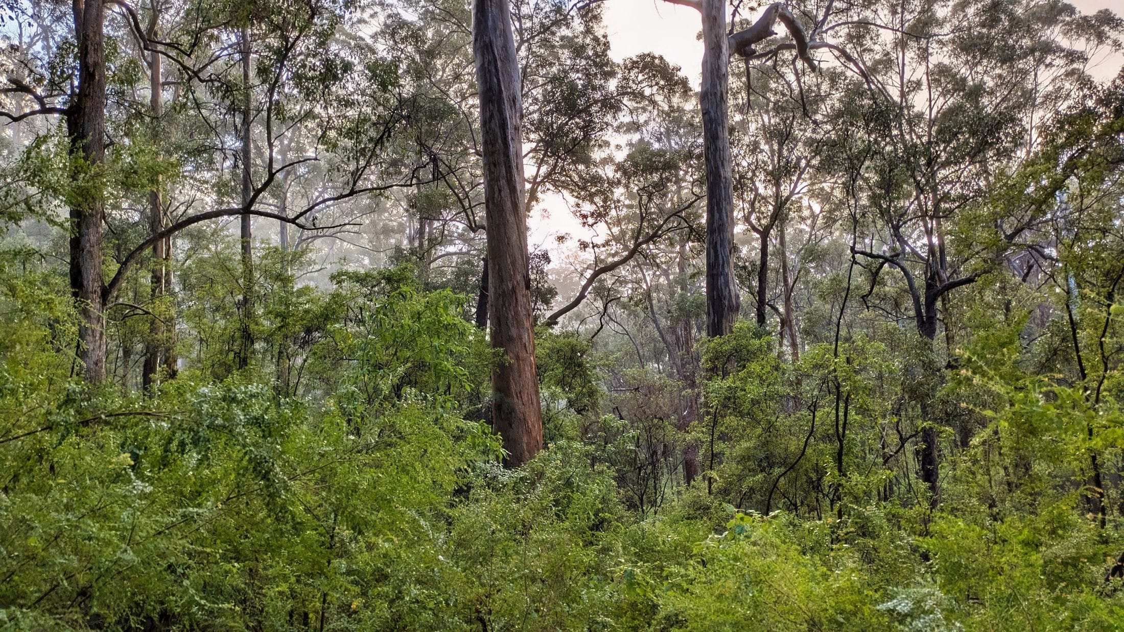 thick Forest on the bibbulmun track