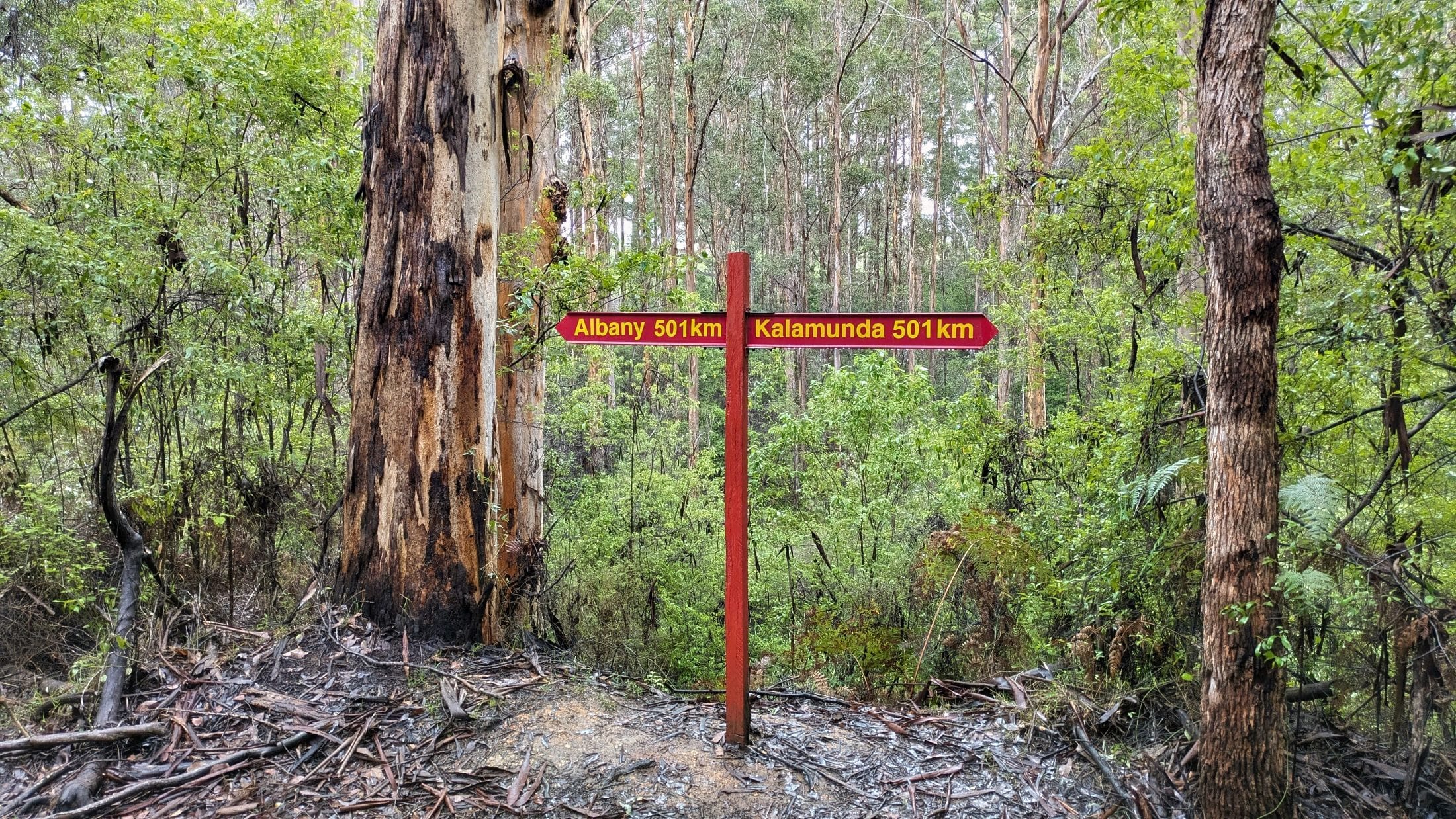 Half way 500 km on the bibbulmun track