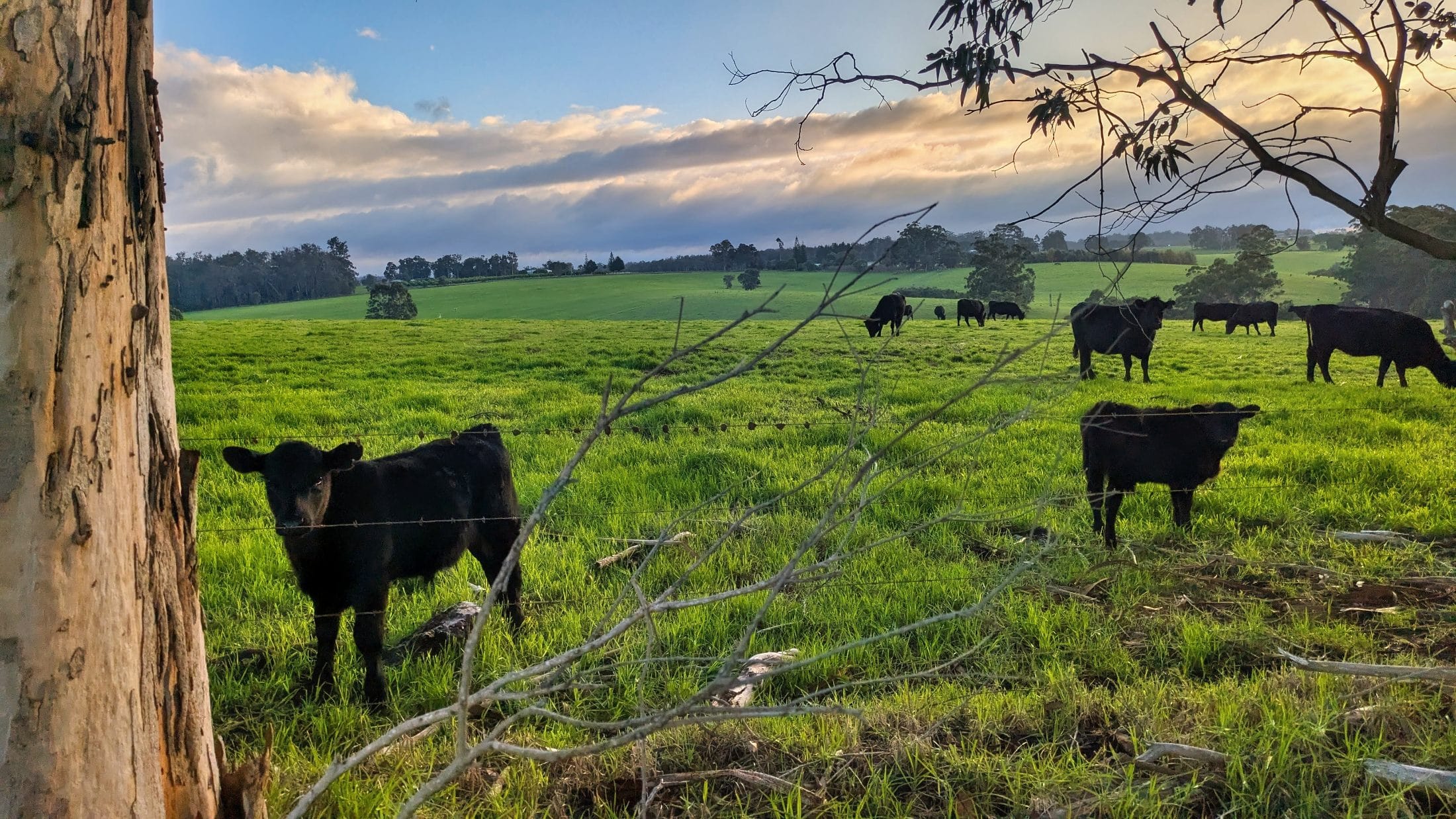 Hiking through cow paddocks