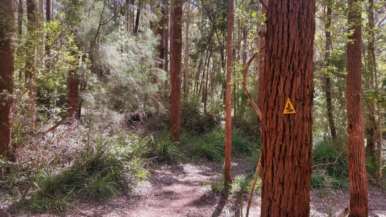 Waugal on a Karri She-oak