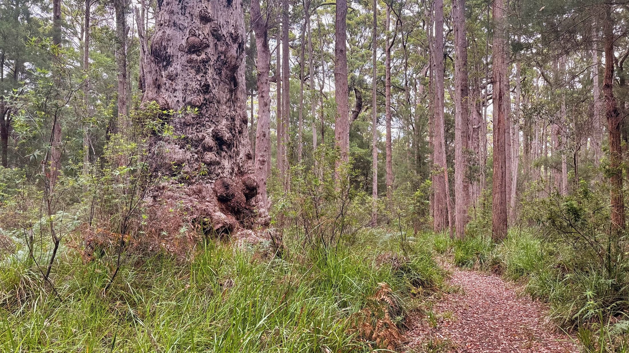 Tingle tree on bibbulmun track