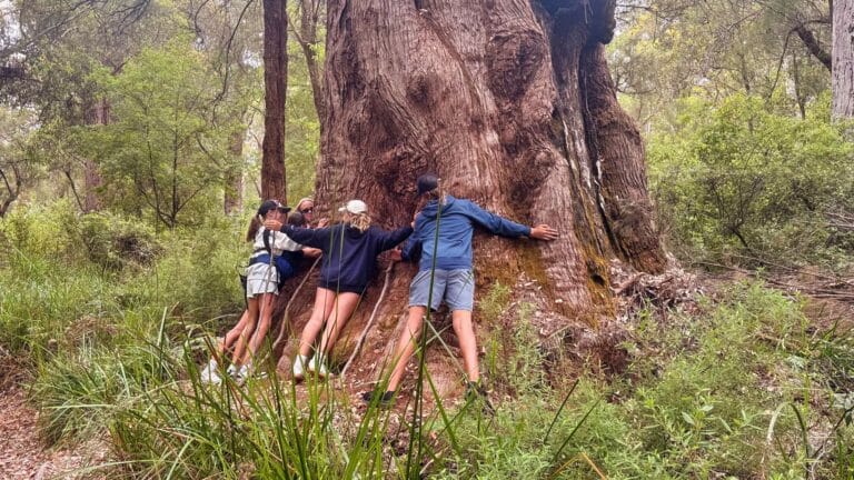 family tingle tree hug