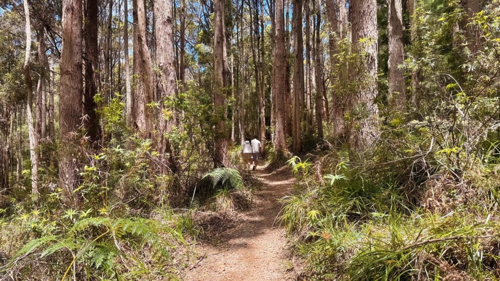 a man and lady hiking in the forest
