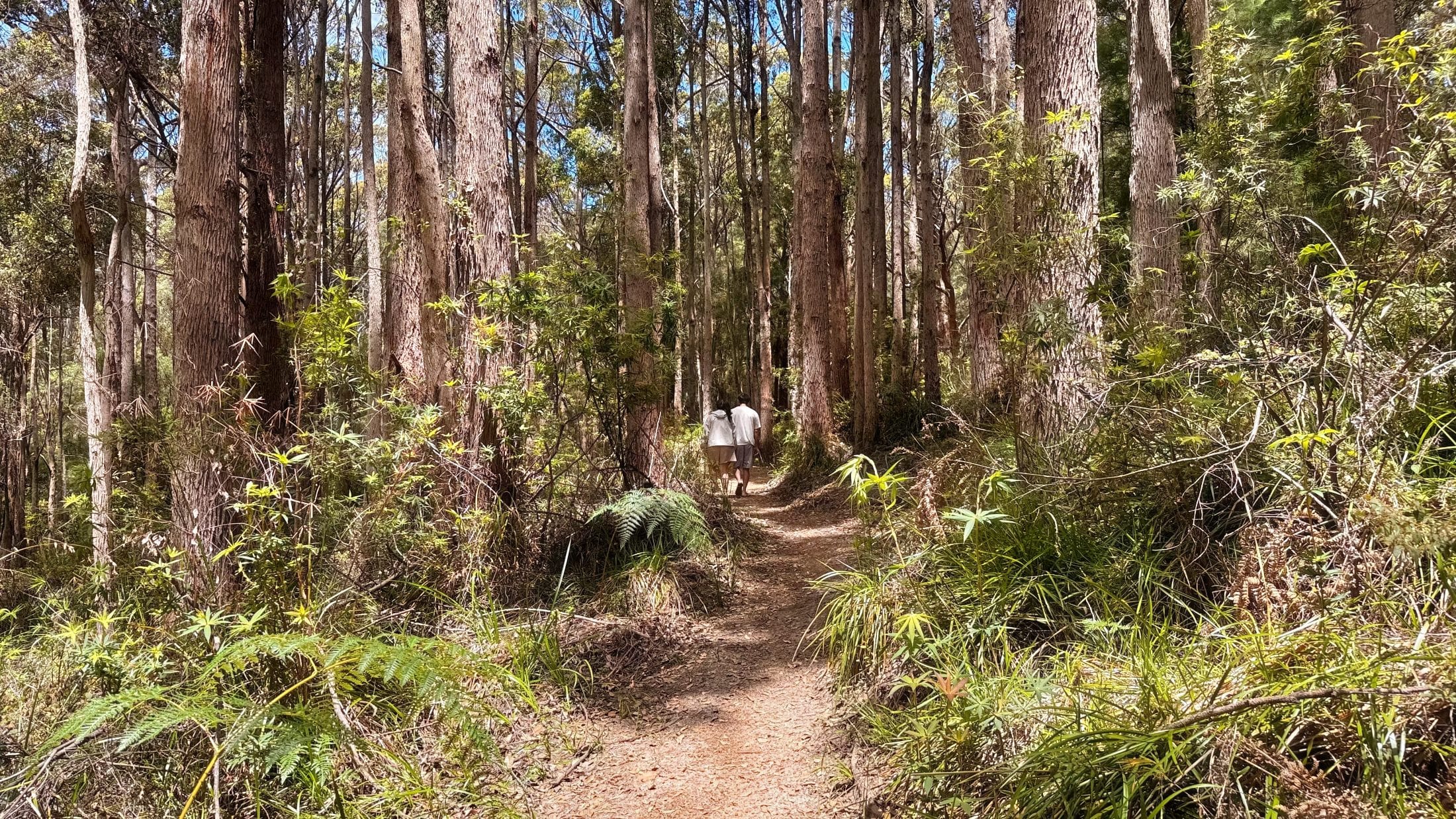 a man and lady hiking in the forest