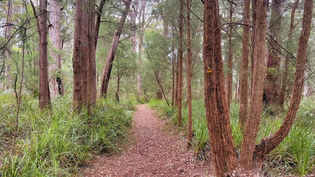 bibbulmun track in valley of the giants