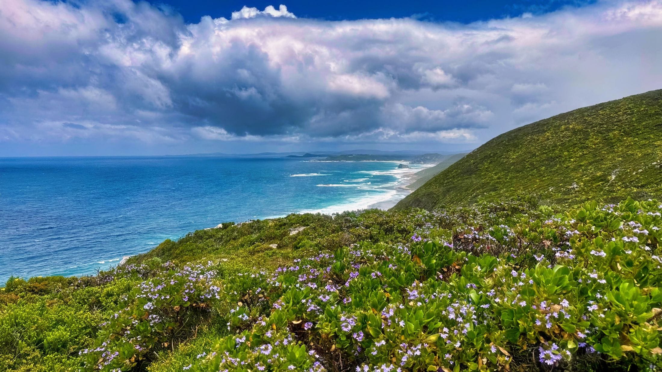 coastal wildflowers at stanley island lookout