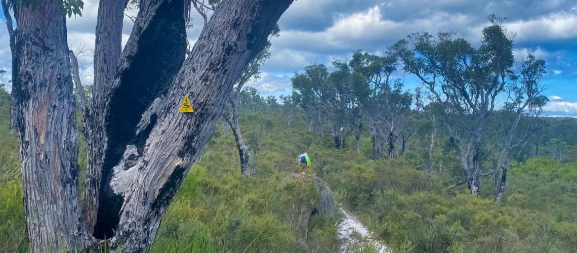 A Dingo On The Bibbulmun Track?