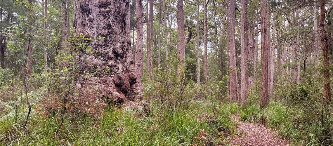 Tingle tree on bibbulmun track